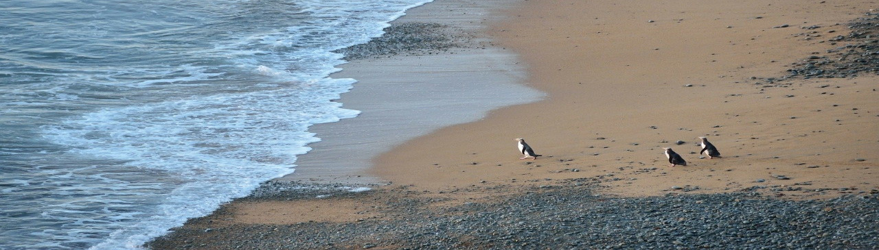 Oamaru Beach